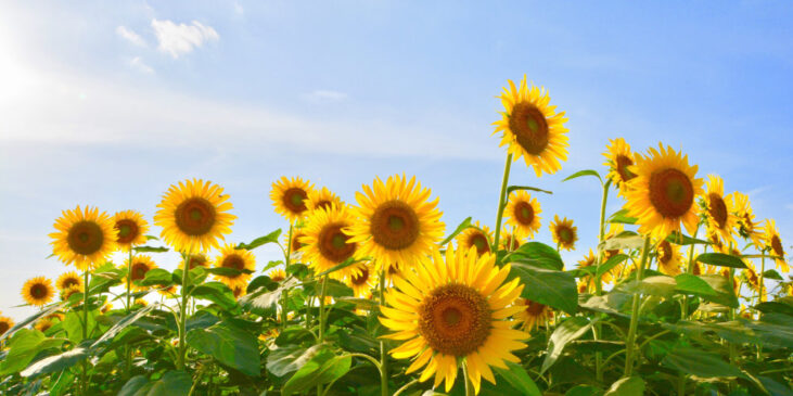 A field of sunflowers with a blue sky